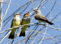 Western Kingbirds